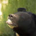 Black bear eating a marshmallow off a stick.